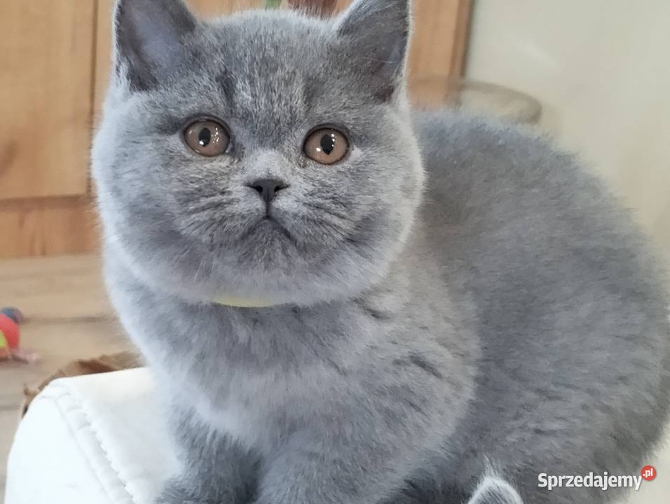 Piękna koteczka Rodowód Międzynarodowy FPL Łódź