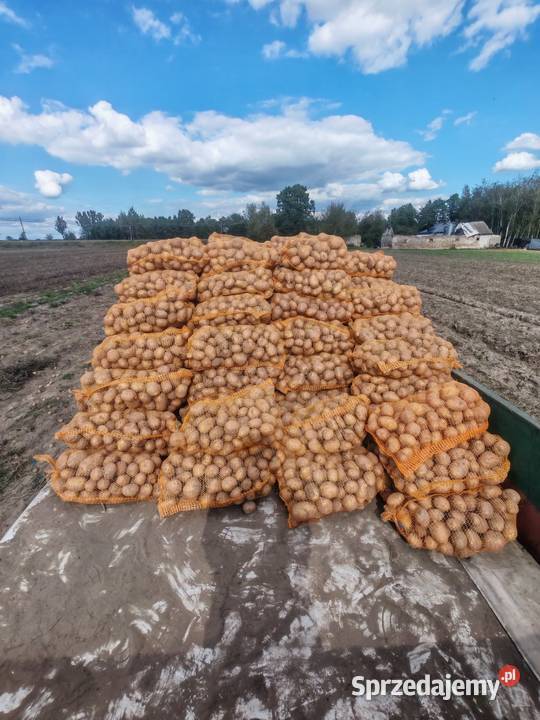 Sprzedam ziemniaki białe Mazur Gnojno