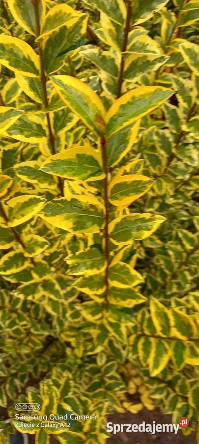 Ligustr zimolistny Aureum 350 2050 3000 sztuk