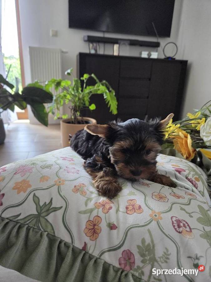 Piesek Rasy York sprzedam