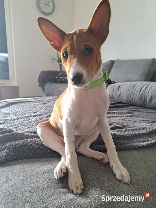 Basenji szczenięta pomorskie Słupsk