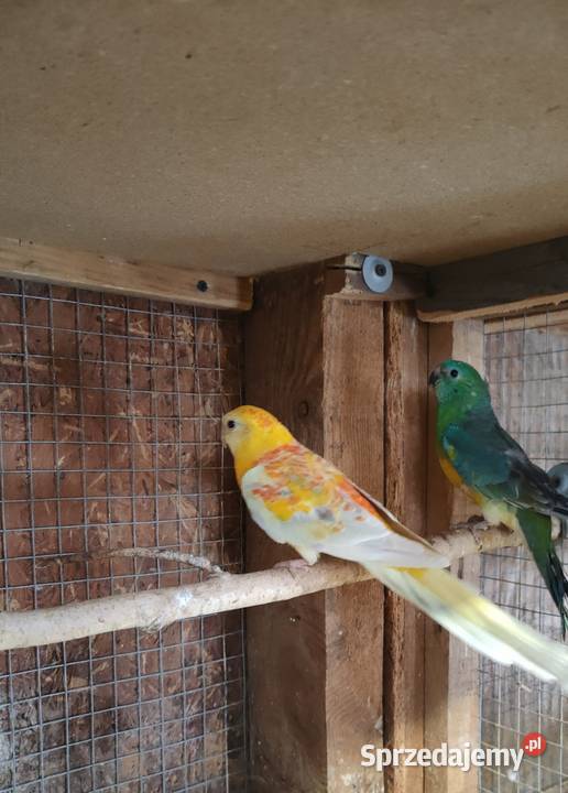 Papugi Rozelle gorskie baranandy Bełchatów