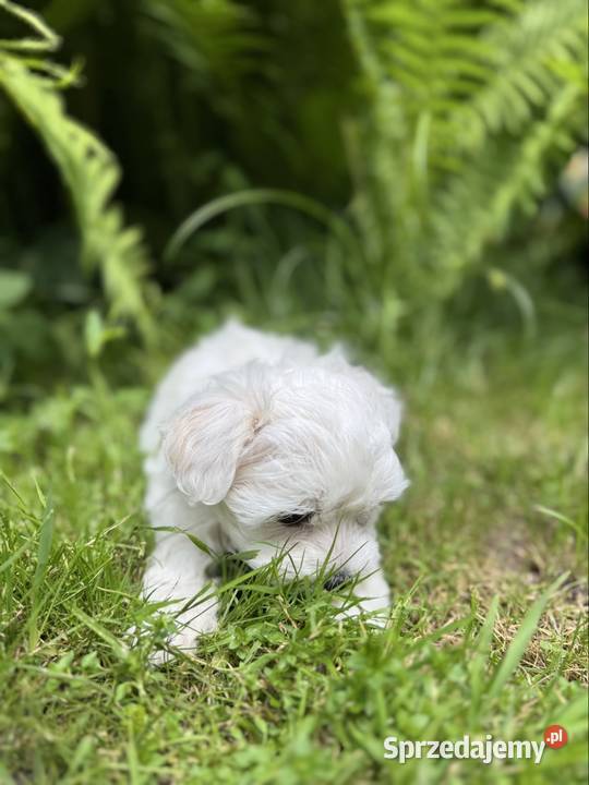 Cudowny Maltańczyk piesek z rodowodem