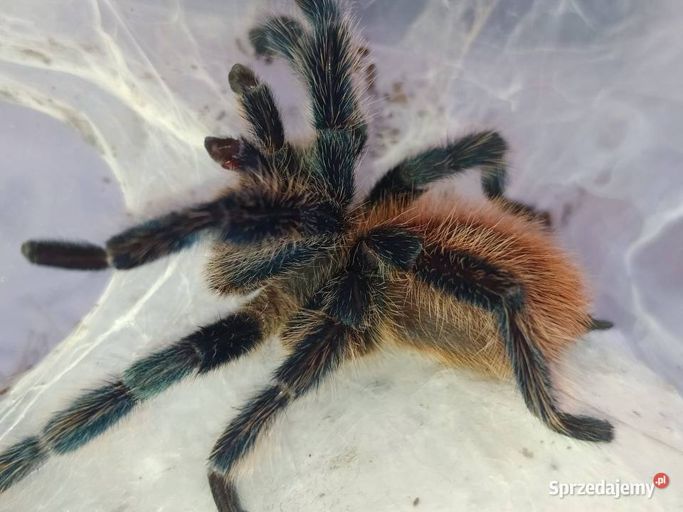 Dolichothele diamantinensis dorosły samiec Dąbrowice
