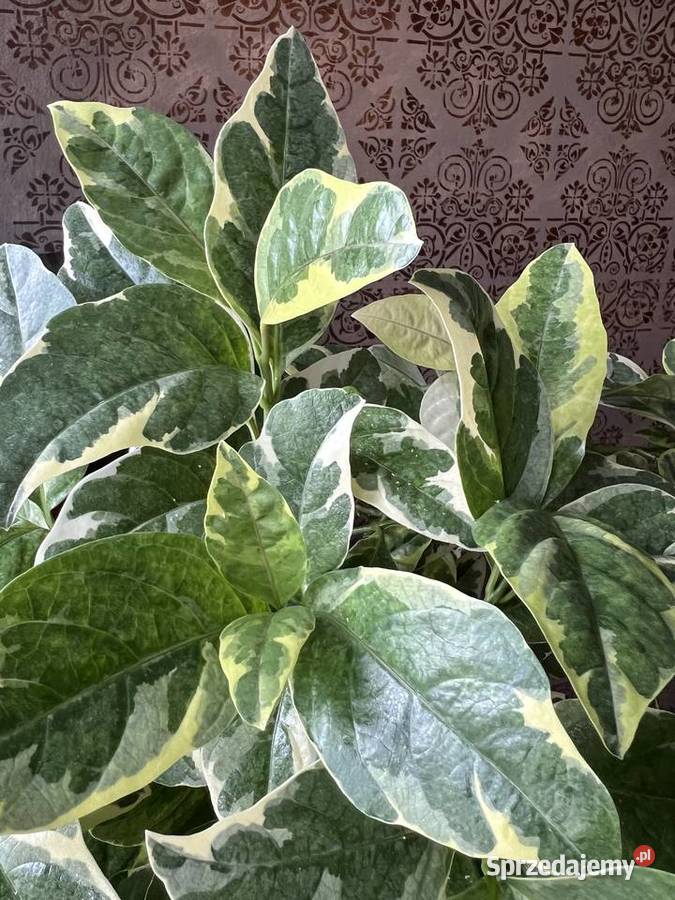 Pseuderanthemum roślina doniczkowa