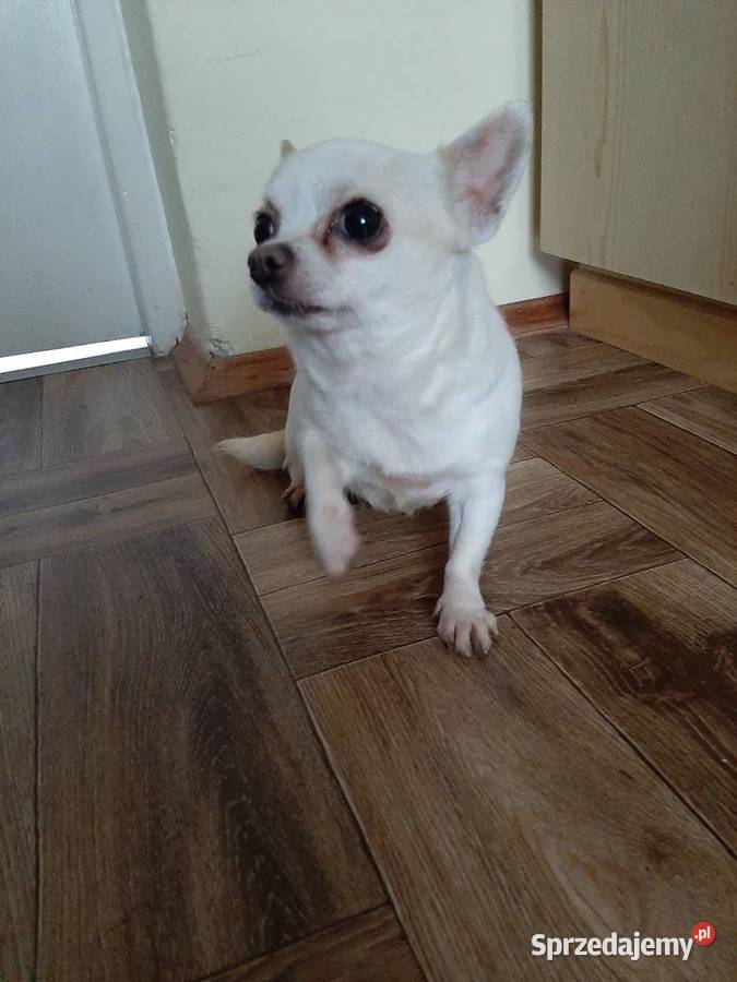 Dorosła suczka Chihuahua Lublin
