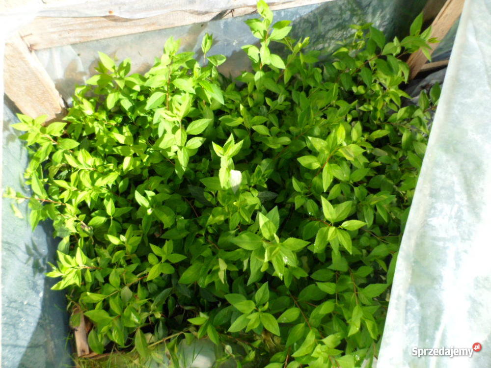 Krzewy ozdobne iglaki Rośliny Mszczonów