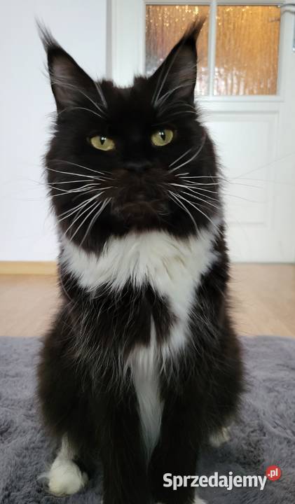 Maine Coon duże linie hodolwa FPL Radomsko
