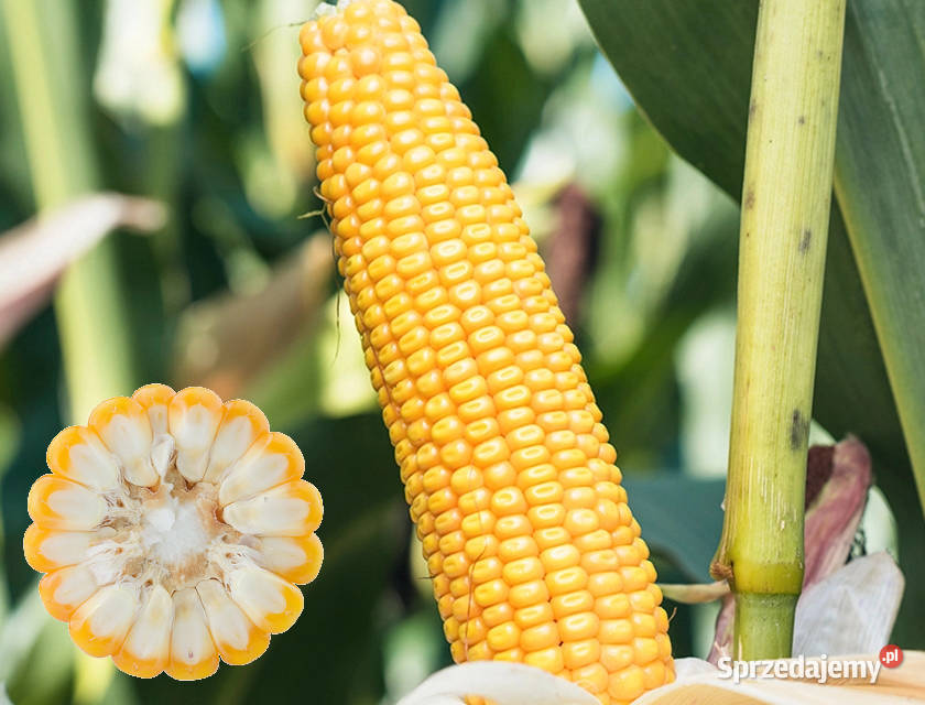 Materiał siewny kukurydza SM Popis FAO 270 na Kluczbork