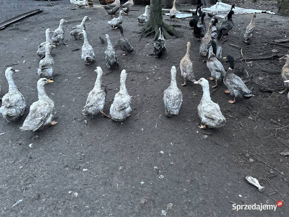Kaczki biegusy staropolskie mulardy Zielona Góra