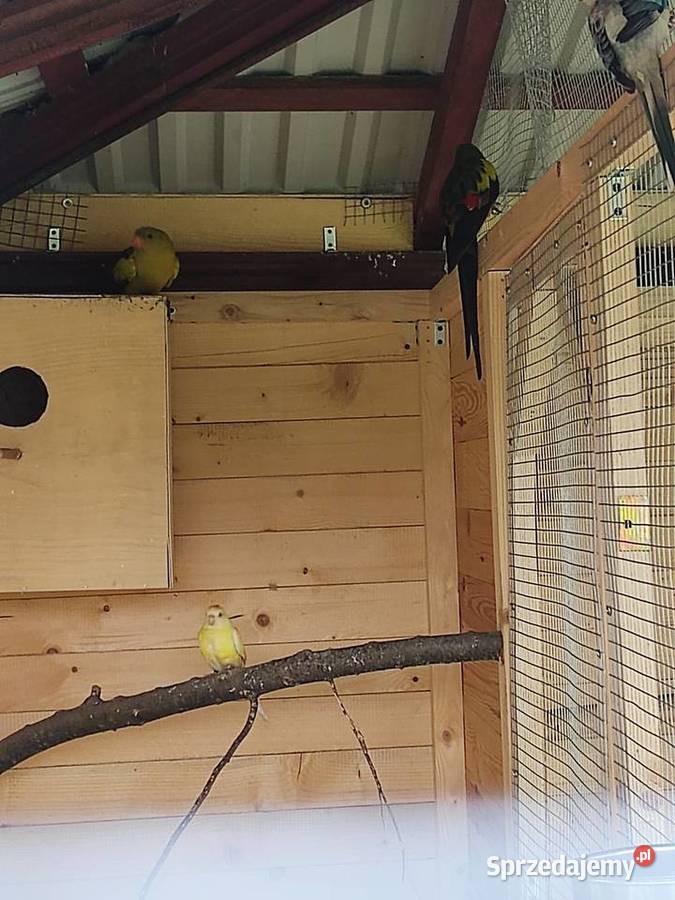 Papuga górska Żurawica