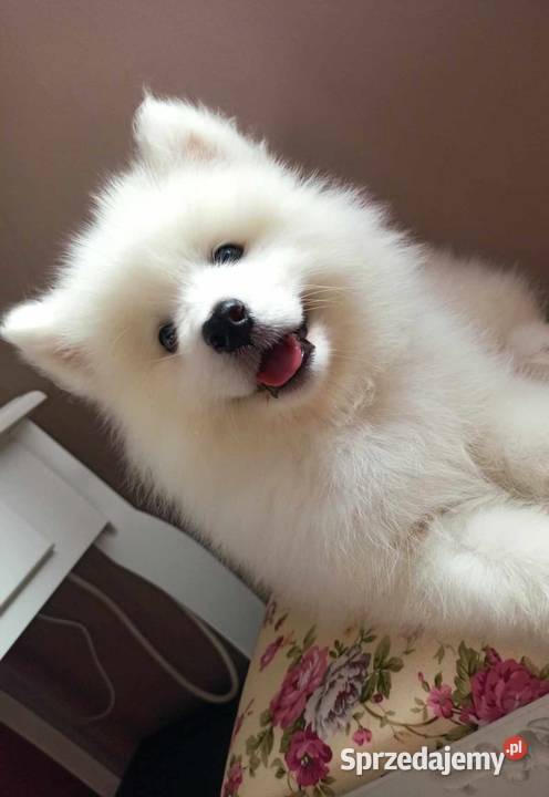 Samoyed szczeniaki już do odbioru Bydgoszcz