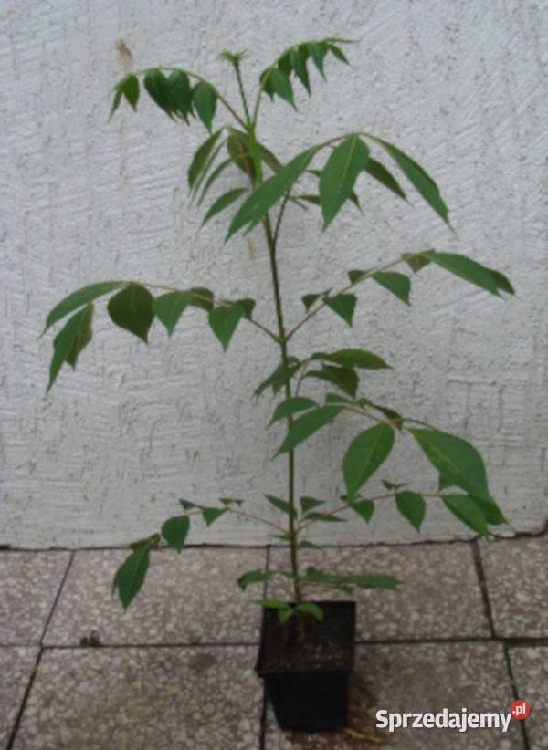 EWODIA KOREAŃSKA Daniellii sadzonki w doniczkach Ustronie