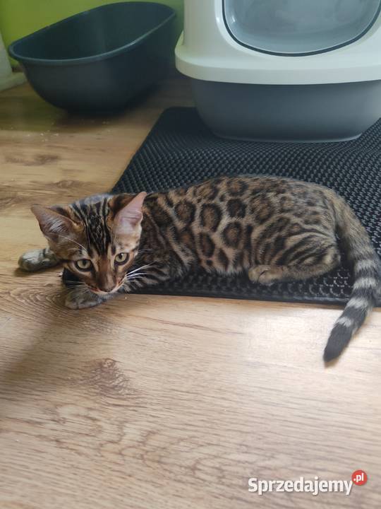 koty bengalskie młody kotek Apollo z rodowodem