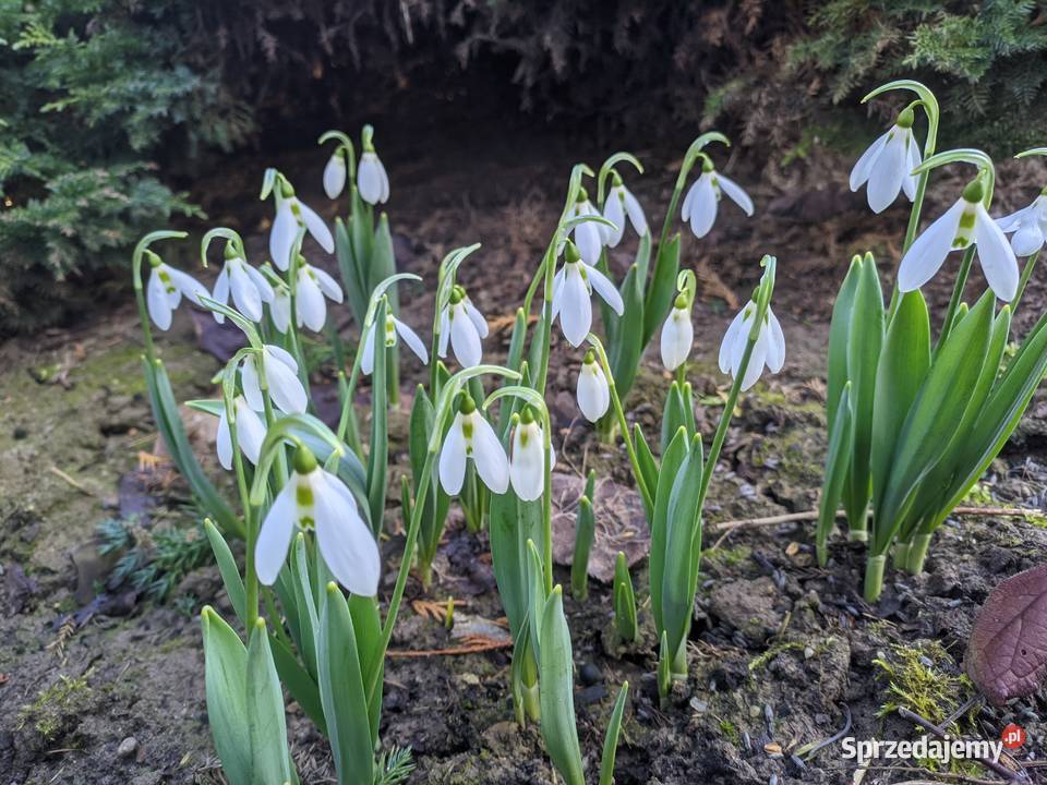 Przebiśnieg Elwesa cebulki cebule Lublin