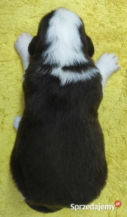 Rasowy pies Border Collie z pełną dok przebadani Iwonicz