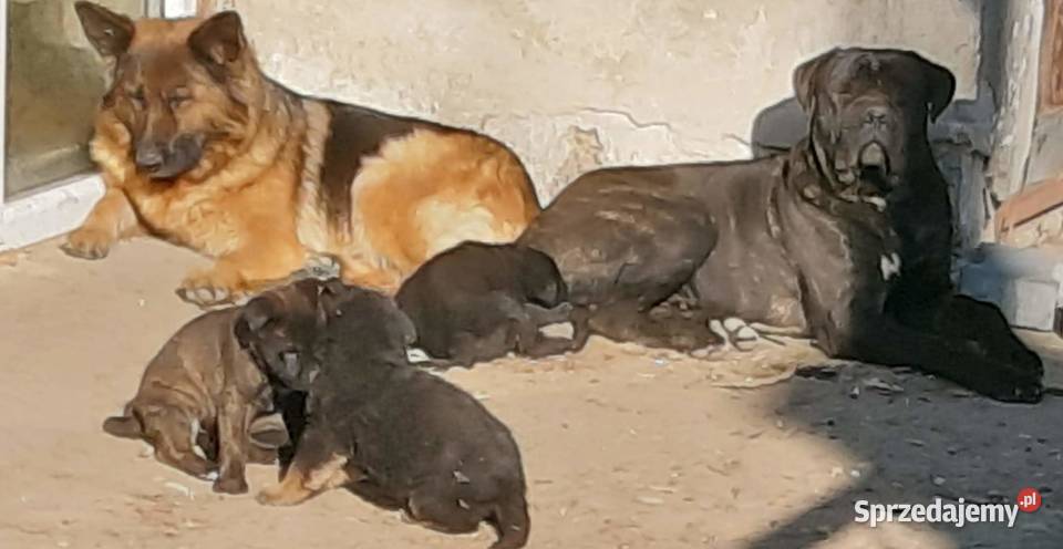Szczeniaczki owczarku i cane corso Tarnów