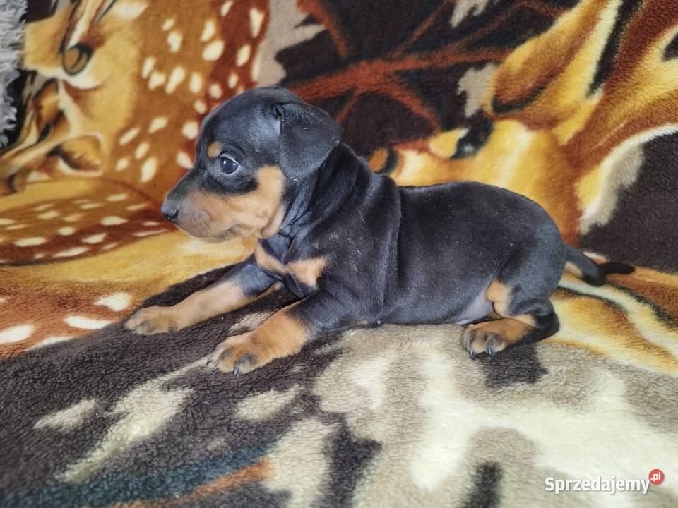 Pinczery miniaturowe Stary Dzików sprzedam