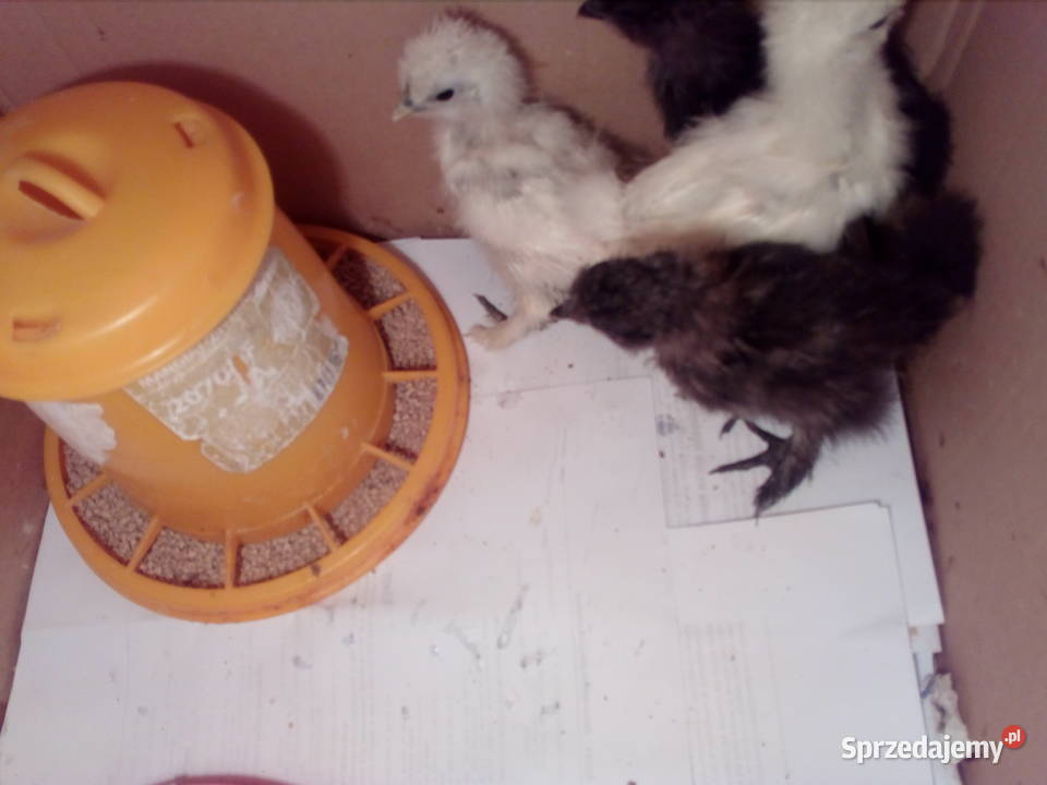 Sprzedam kurczątka Silka Jedwabista USA Dębica