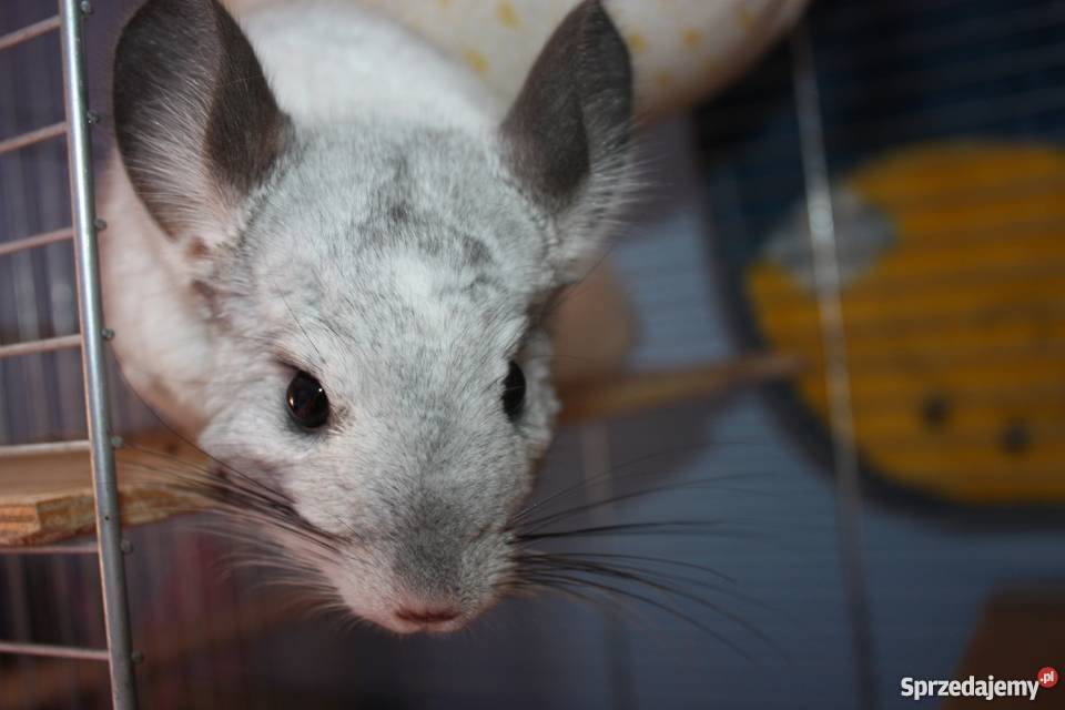 Szynszyla barwna mozaika szynszyl Kaniów sprzedam