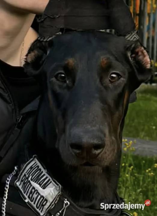 Dobermanka 2 lata prawie Toruń