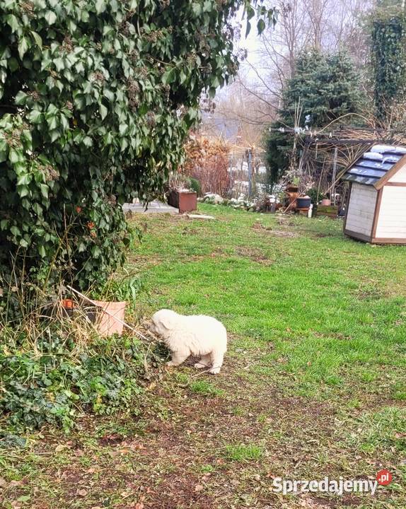 Owczarki podhalańskie sprzedam