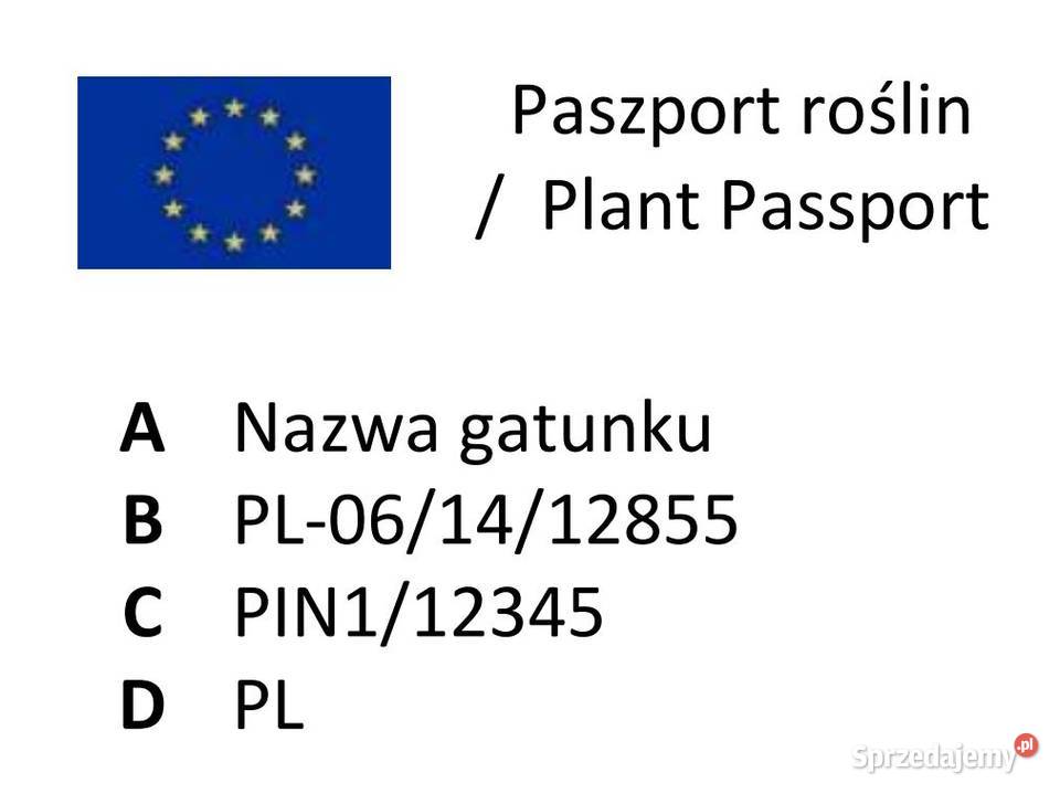 NASIONA Świerk kłujący srebrny Santa Fe na Puławy sprzedam