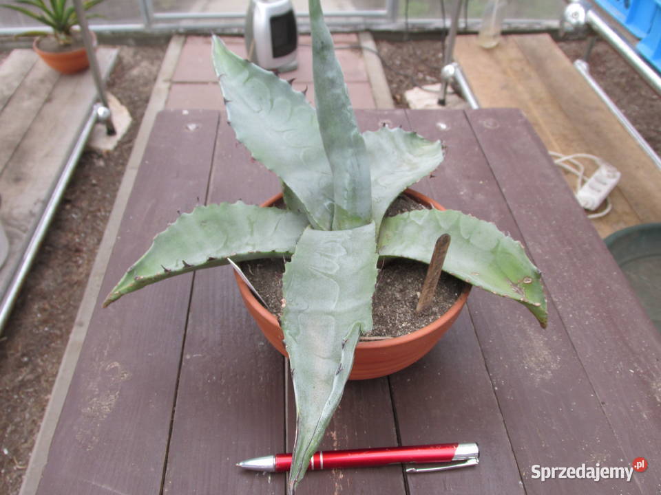 Mrozoodporna agawa do 12C agave asperrima scabra Kraków sprzedam