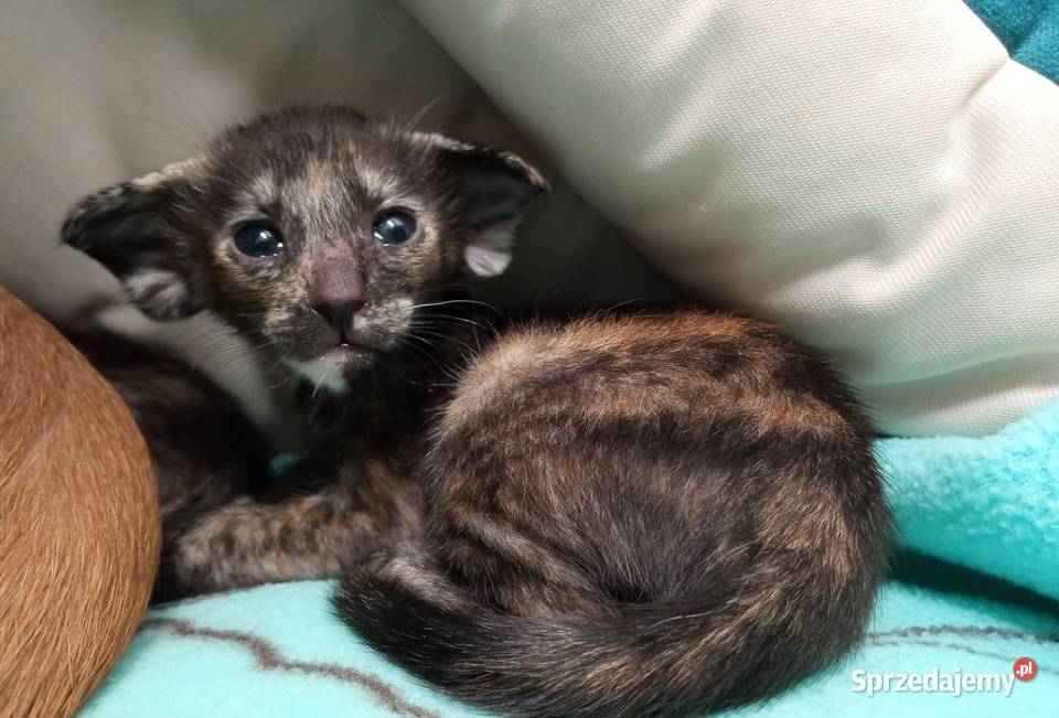 Szylkretowe i cętkowane kocięta orientalne Bydgoszcz