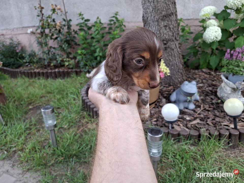 Jamnik długowłosy Piebald Brindle Choco Żychlin sprzedam