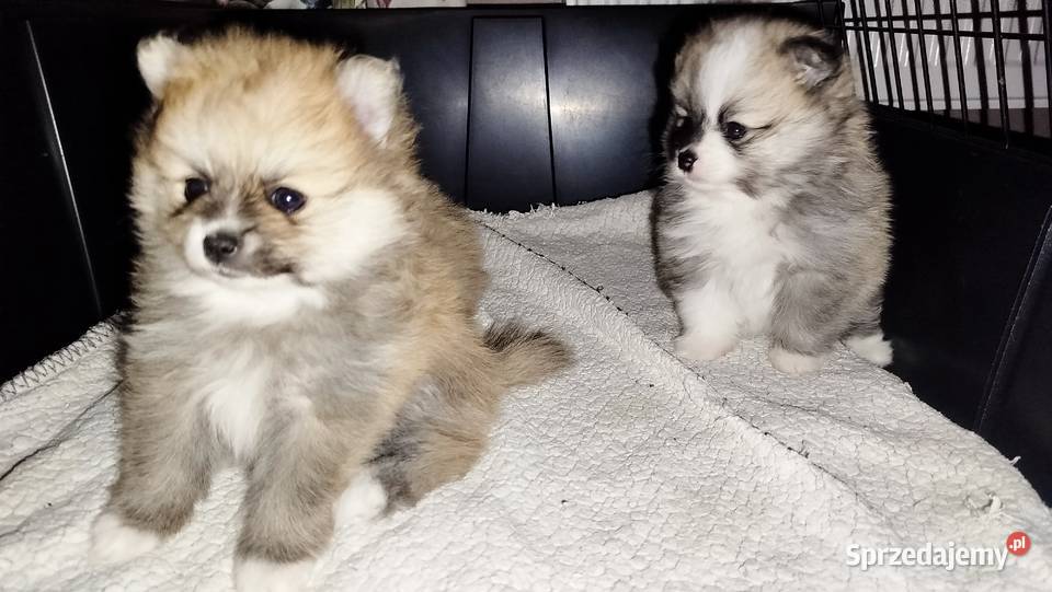 Szpic miniaturowy Bydgoszcz