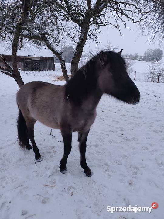 Sprzedam konika polskiego ogierek Sejny