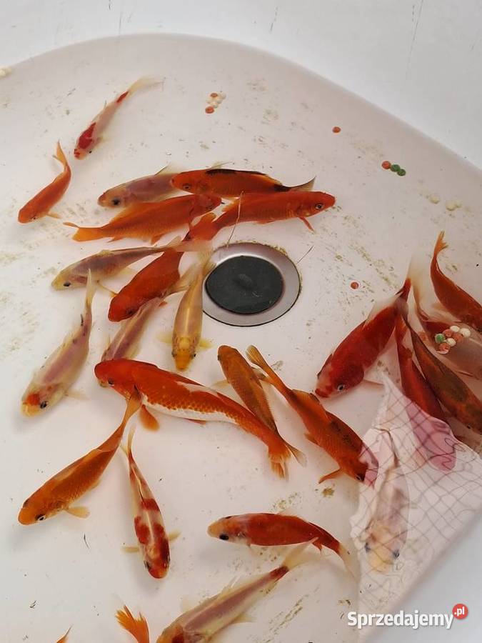 Karaś karp koi ozdobne rybki do oczka dolnośląskie Bożków