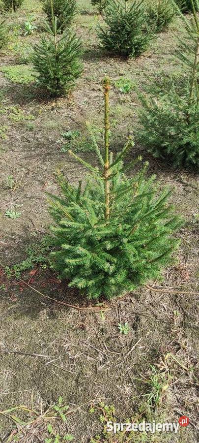 Drzewka iglaste do ogrodu kujawsko-pomorskie Służewo-Pole
