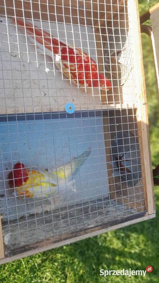 Rozelle białolice para Wadowice sprzedam