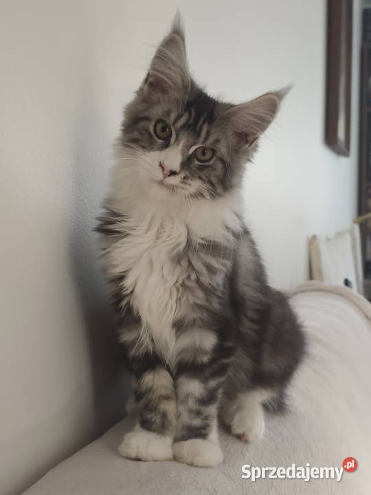 Srebrzysta kotka o pięknym kontraście maine coon mazowieckie Warszawa