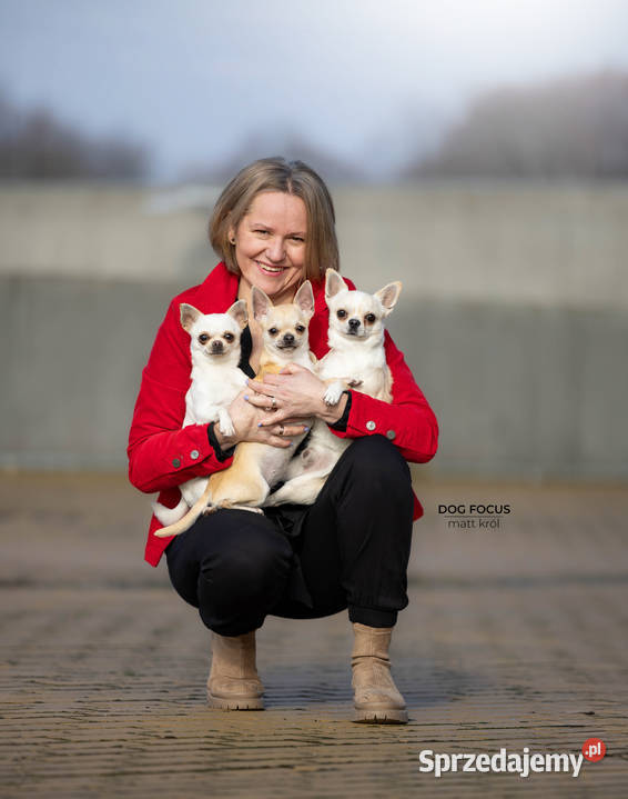 Chihuahua Ch rodowód FCI Wwy Chihuahua Duży Dół