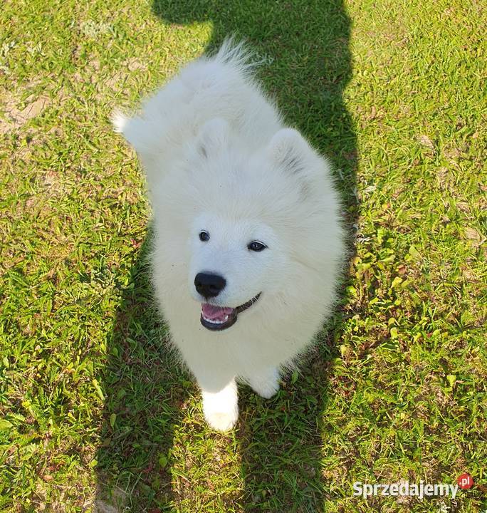 Samoyed ZKwP FCI Szczeniak Samojed Tuchola