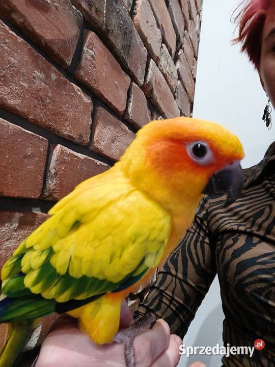 Konura słoneczna ręcznie karmiona wielkopolskie Ostrów Wielkopolski sprzedam