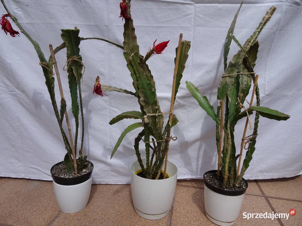 Epiphyllum epifilum kaktus kwitnie na czerwono Wyposażenie wnętrz Nowy Sącz