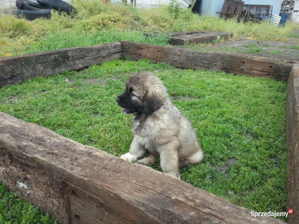 Owczarek Kaukaski Inowrocław