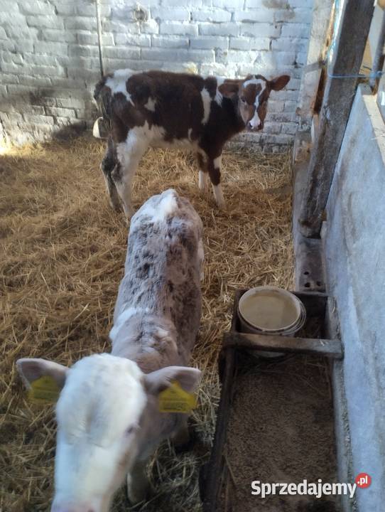 Sprzedam cielaki Parczew