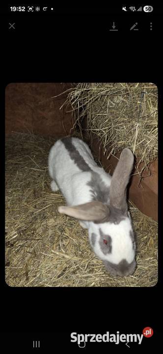 Królik srokacz niebieski samica Izdebki