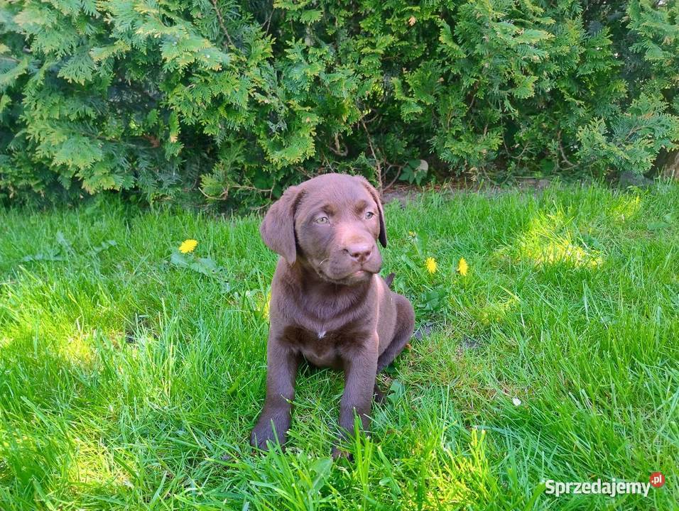 Labrador retriever szczenięta Niedośpielin