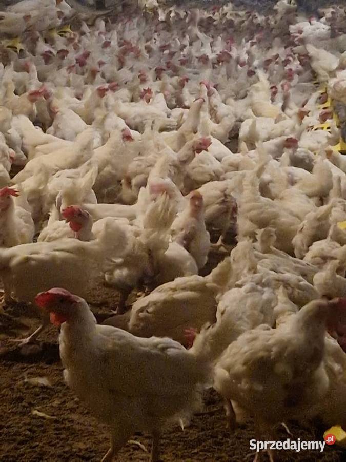 Kura nioska isa tinted Drób i ptactwo mazowieckie Wałsnów