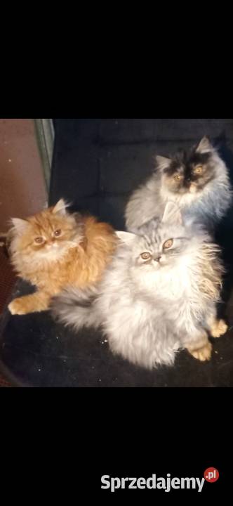 kocięta perskie 25 msc lubelskie sprzedam