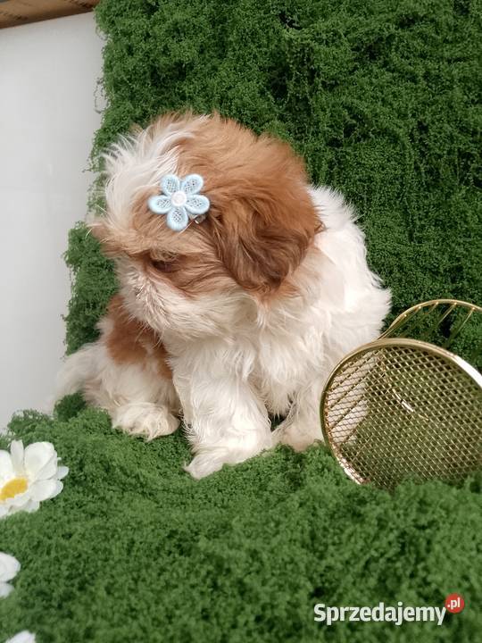 GOTOWY DO ODBIORU piękny piesek rasy ShihTzu Namysłów