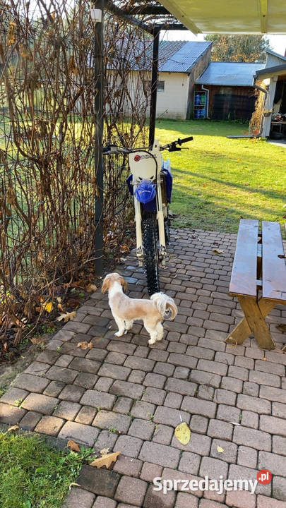 Yamaha YZ 85 2011 1111111km Daleszyce