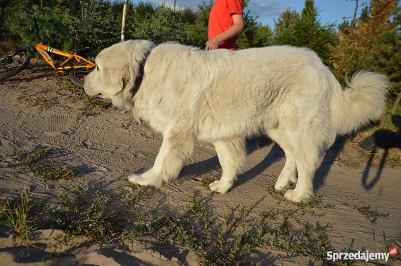 Owczarek Podhalański REPRODUKTOR krycia