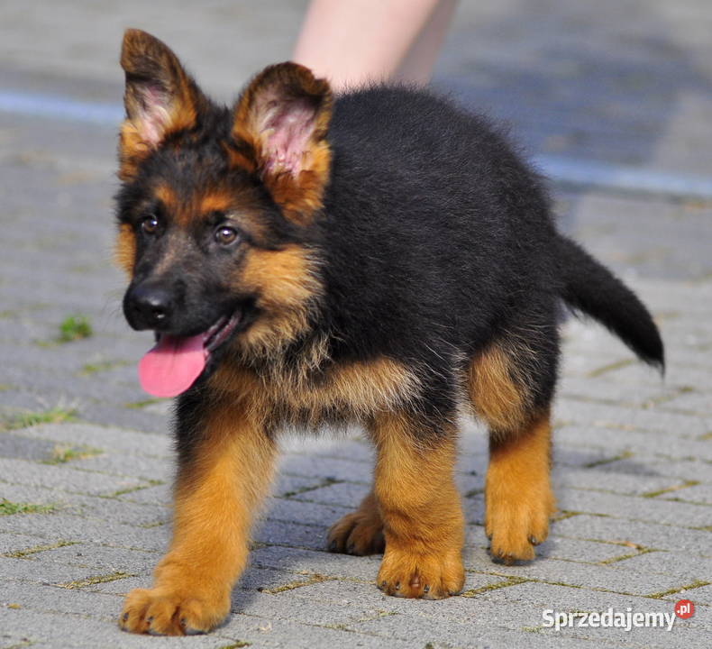 Owczarek niemiecki FCI Zwierzęta Jarocin